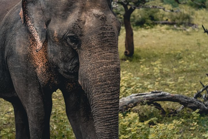 Udawalawa Safari(3-4hours) - Private Jeep with Experienced Driver  - Photo 1 of 3